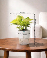 Golden Money Plant