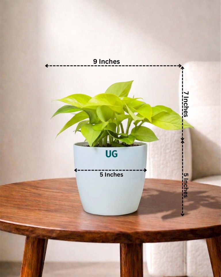 Golden Money Plant