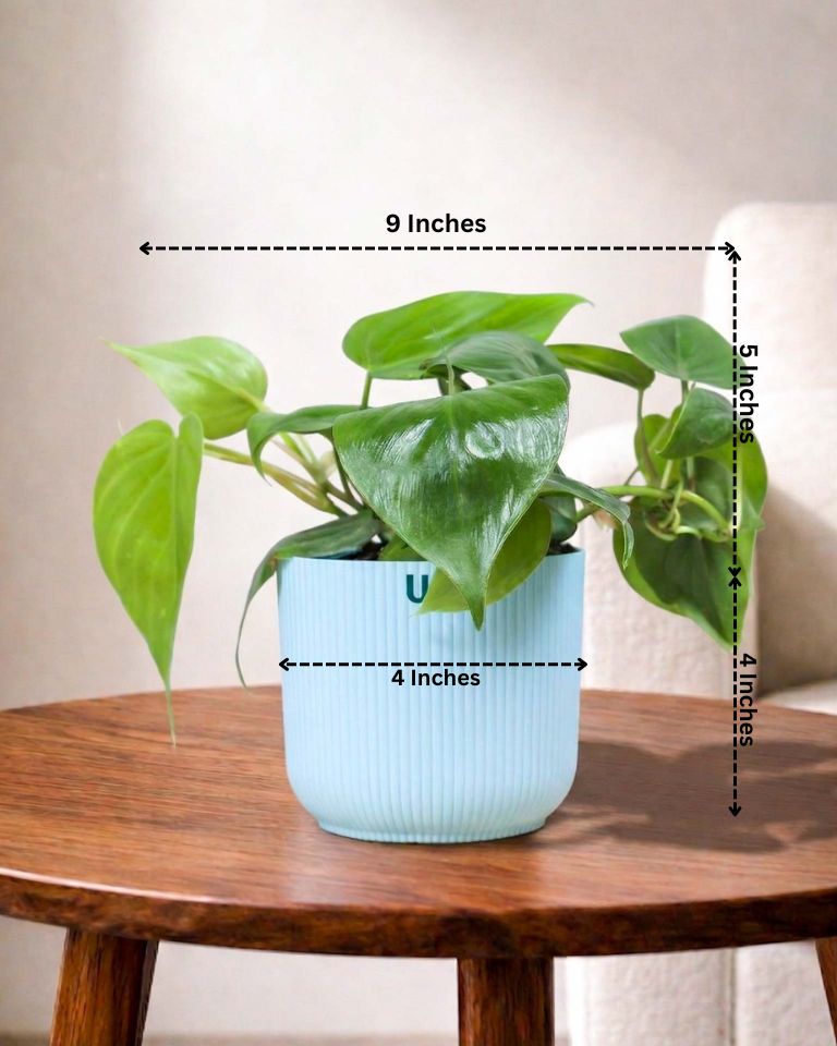 Oxycardium plant