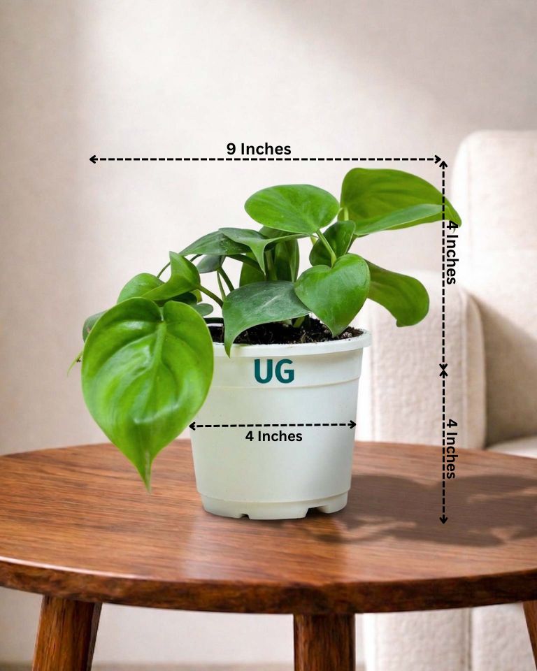 Oxycardium plant