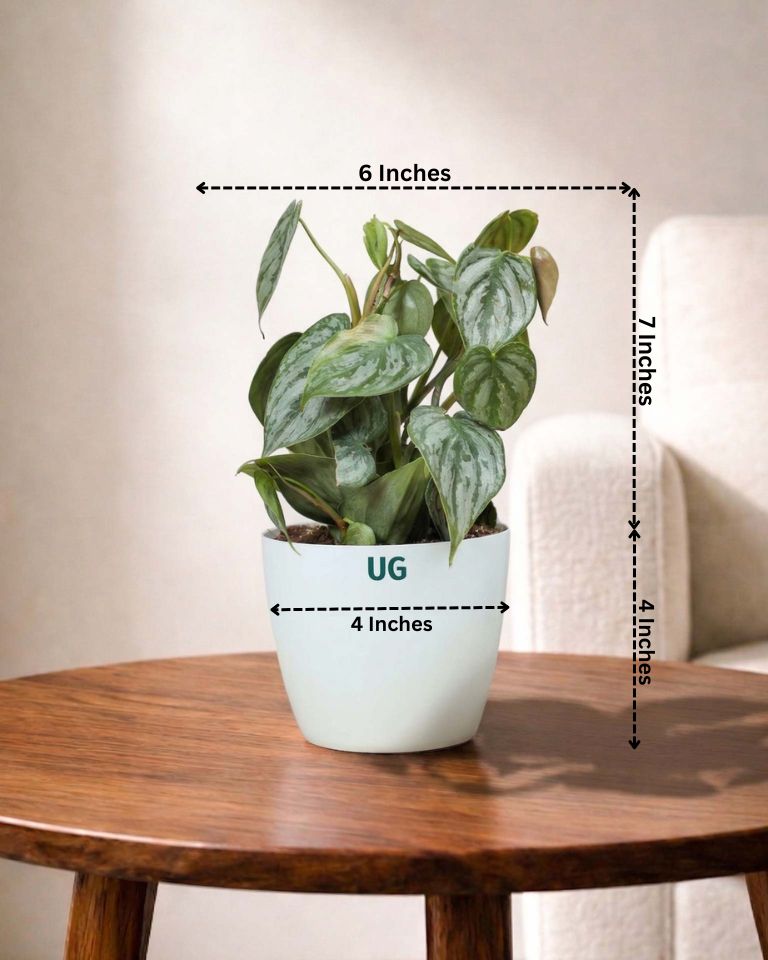 Philodendron brandtianum