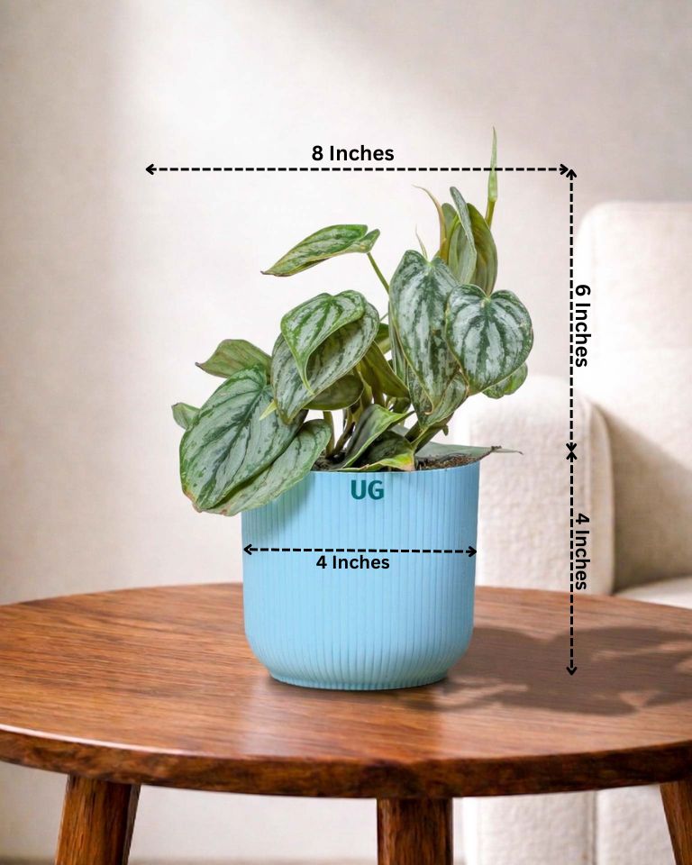 Philodendron brandtianum