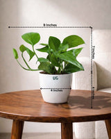 Money Plant Green