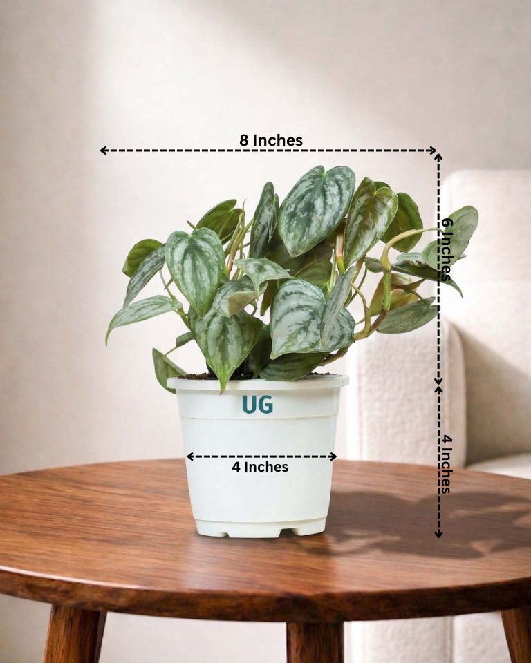 Philodendron brandtianum