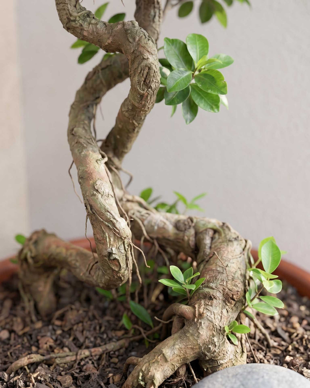 Ficus Nuda Bonsai