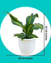 Dracaena Fragrans Plant