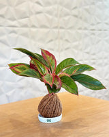 Kokedama plant 