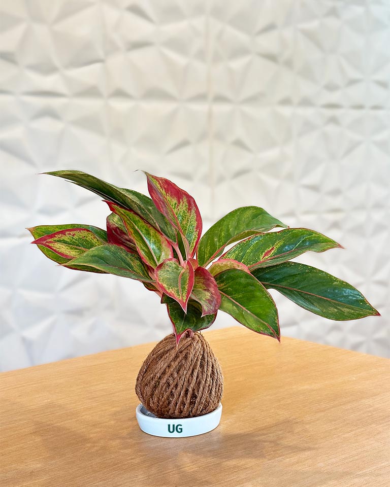 Kokedama plant 