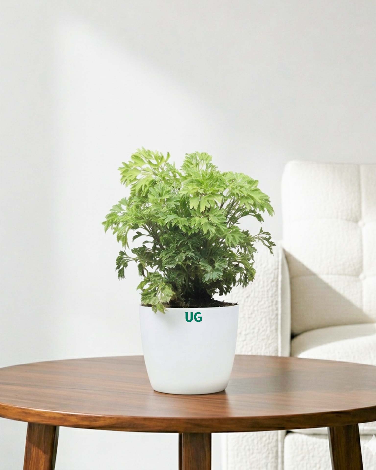 Aralia Variegated Plant