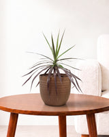 Dracaena Marginata Plant
