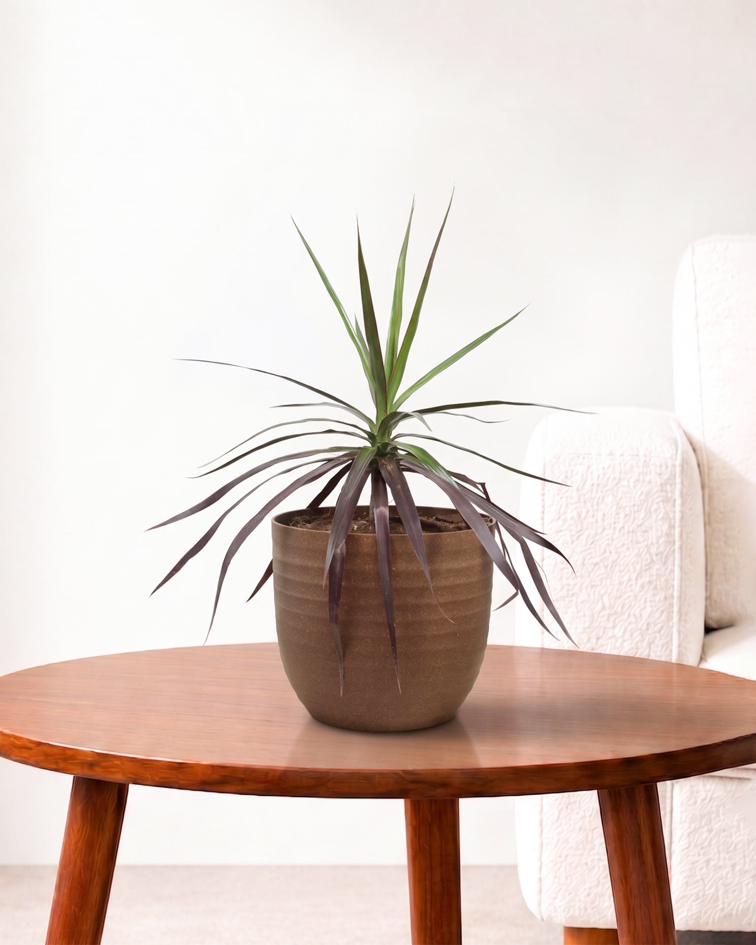 Dracaena Marginata Plant