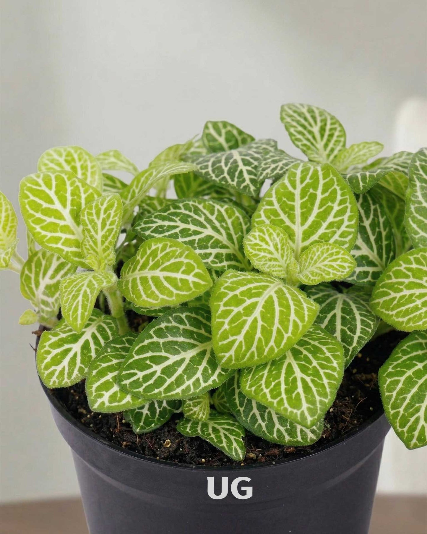 Fittonia Plant