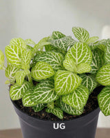 Fittonia Plant