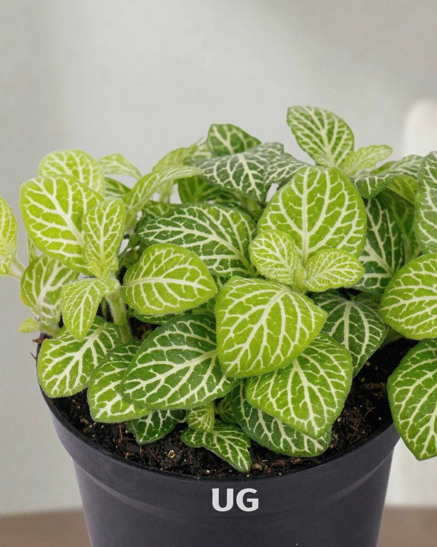 Fittonia Plant