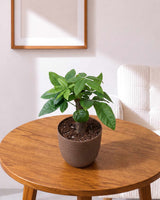 Single-Stem Money Tree Pachira (ECO-PLANTER)