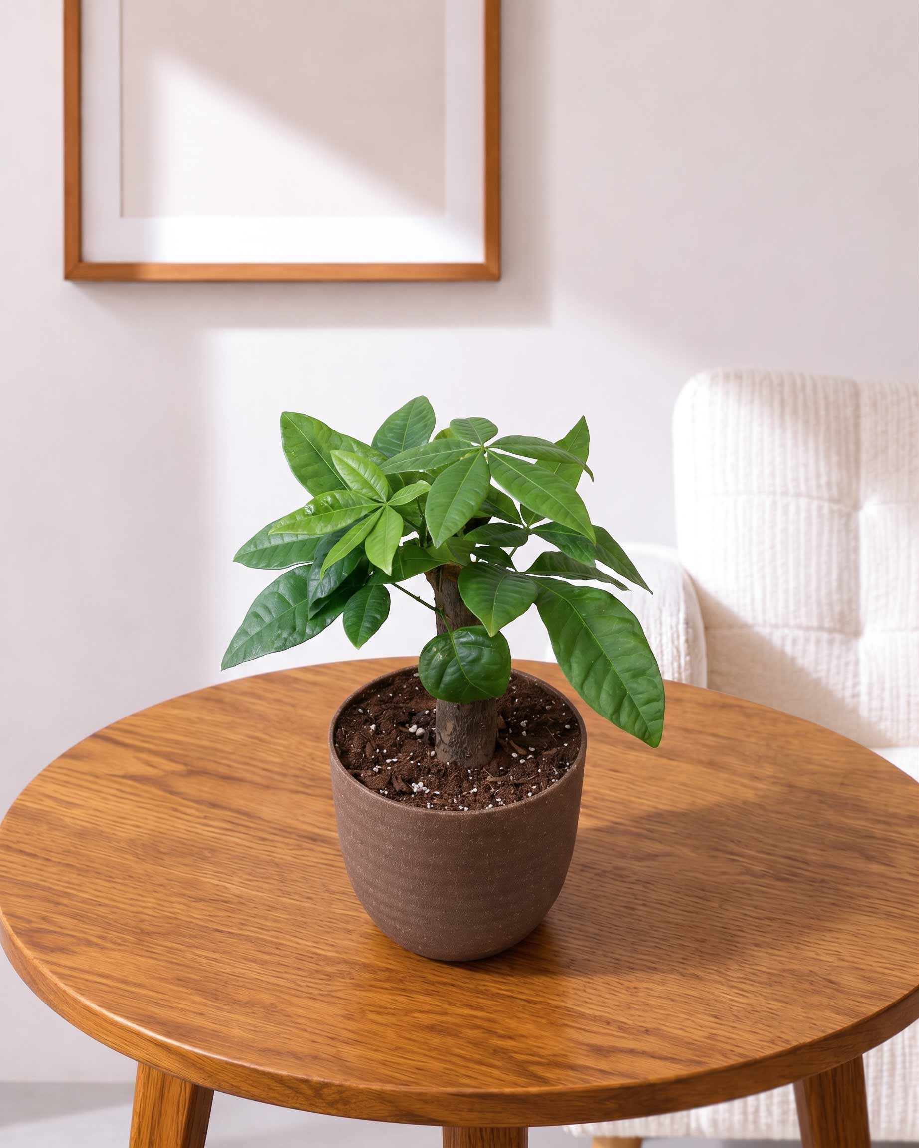 Single-Stem Money Tree Pachira (ECO-PLANTER)