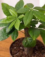 Single-Stem Money Tree Pachira (ECO-PLANTER)