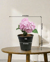 Hydrangea Plant
