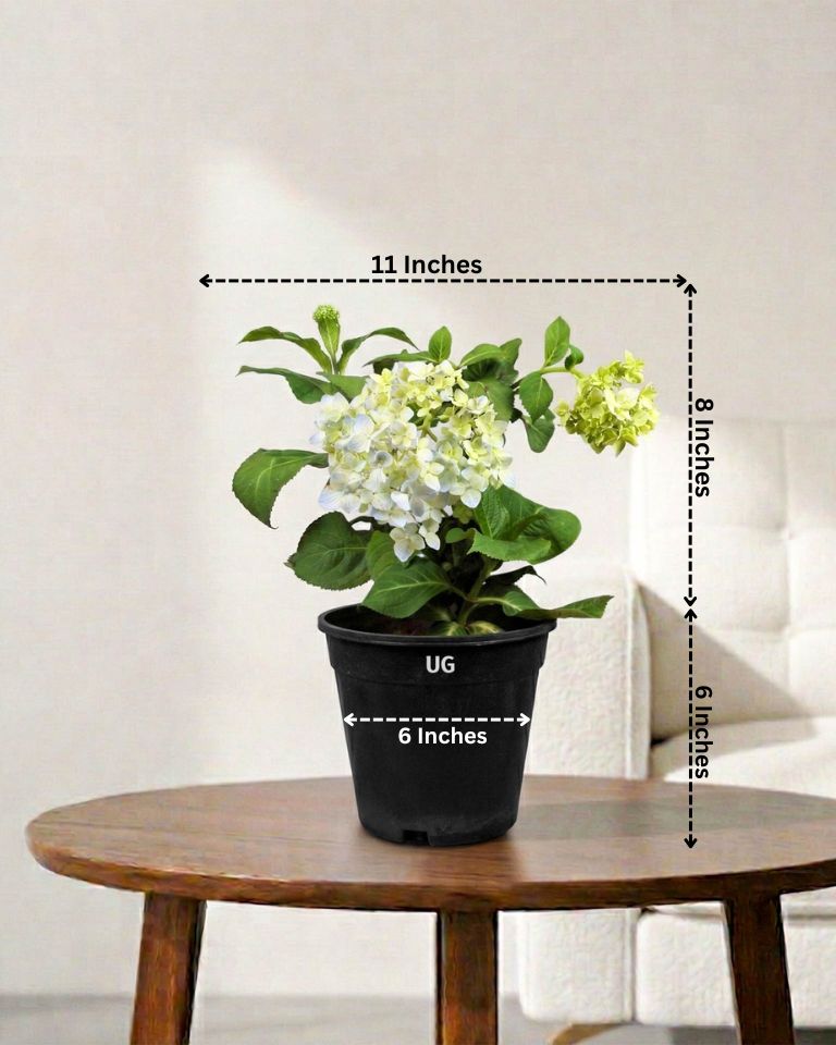 Hydrangea Plant