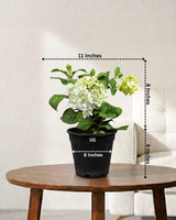 Hydrangea Plant