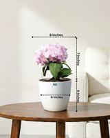 Hydrangea Plant