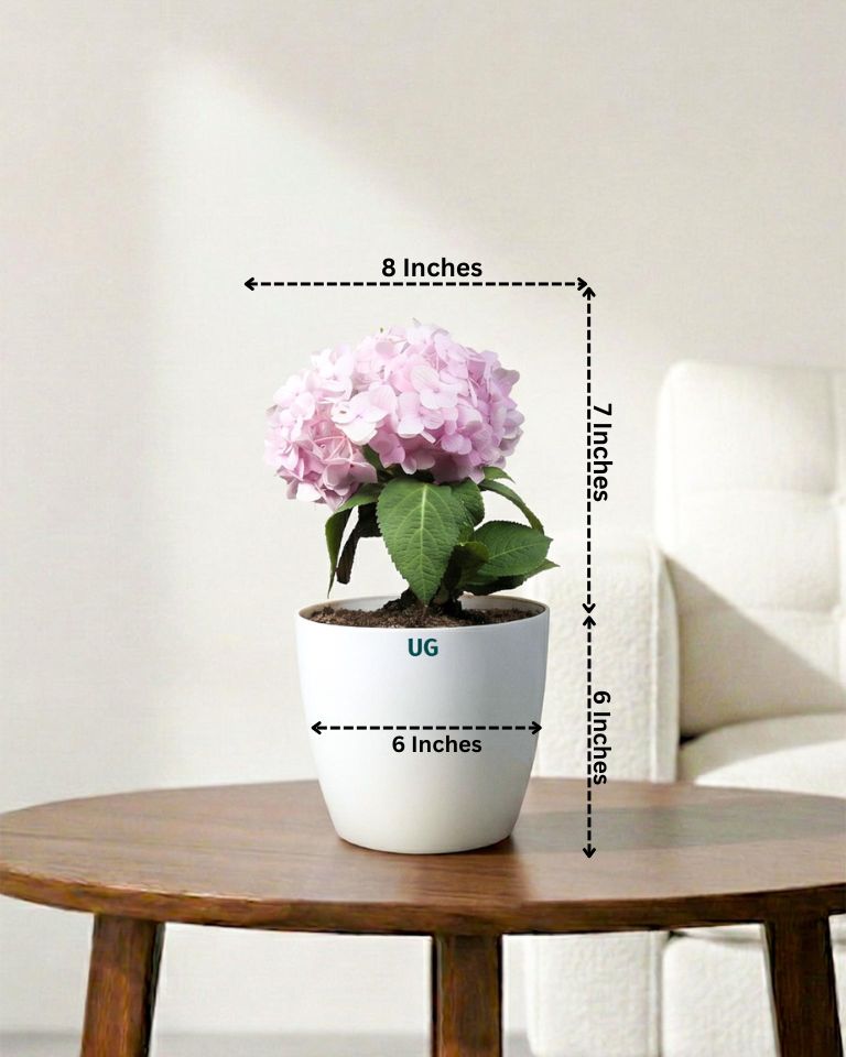 Hydrangea Plant
