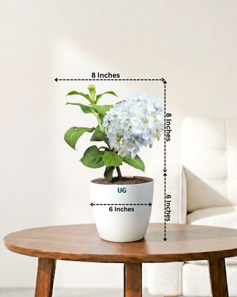 Hydrangea Plant