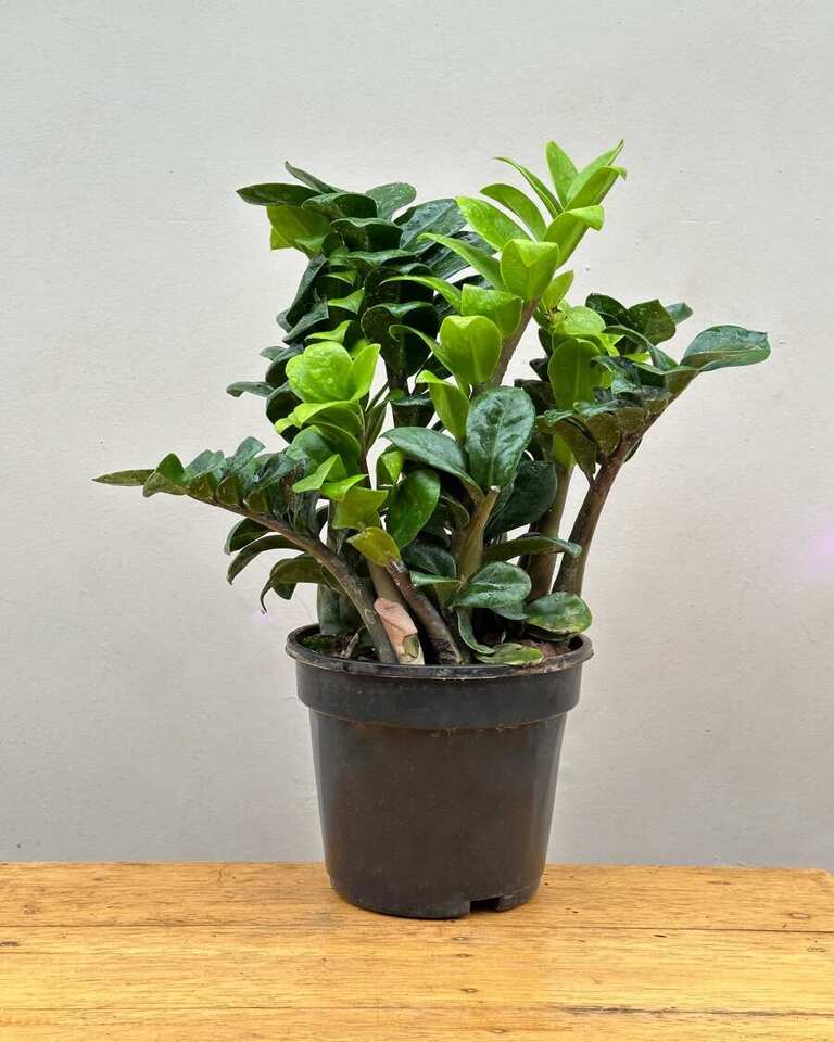 buy Dwarf ZZ Zenzi Plant (Zamioculcas Zamiifolia)