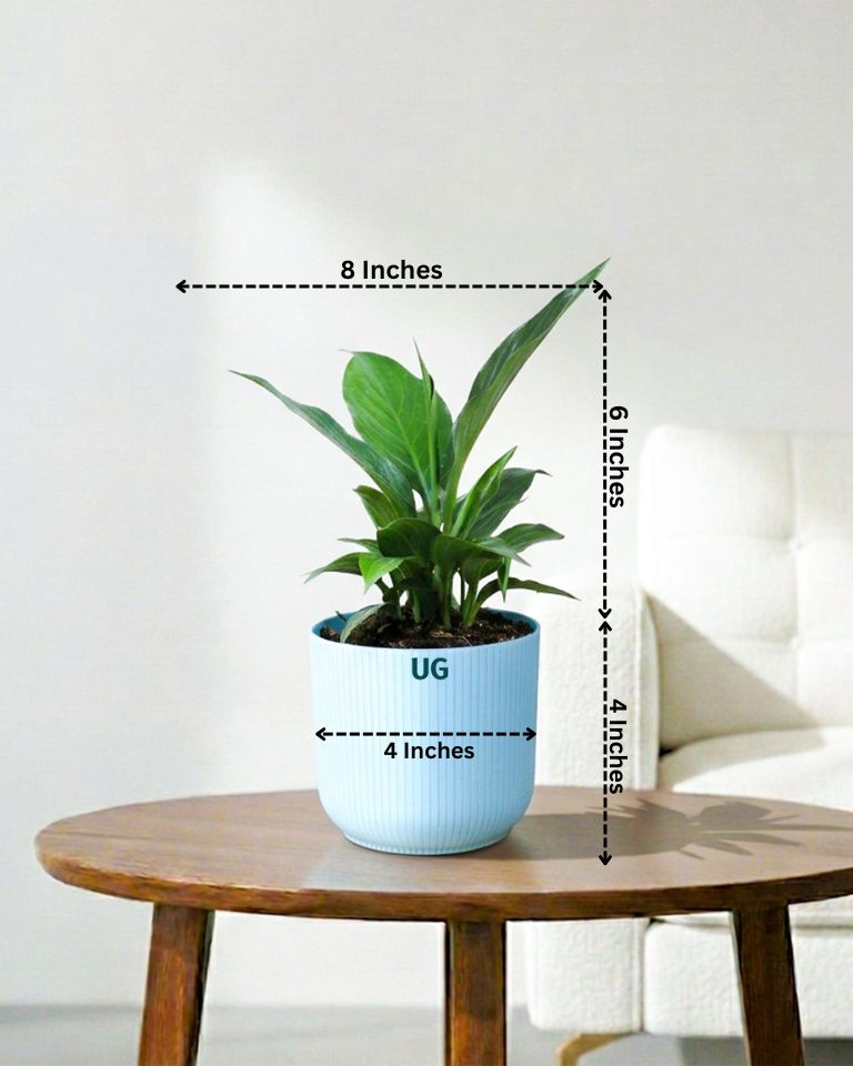 Peace Lily Plant (Spathiphyllum)