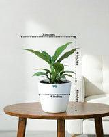 Peace Lily Plant (Spathiphyllum)