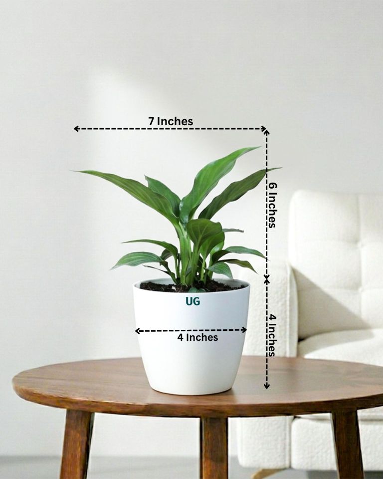 Peace Lily Plant (Spathiphyllum)