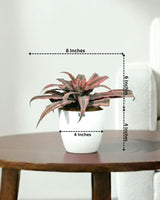 Cryptanthus Pink (Earthstar Plant)