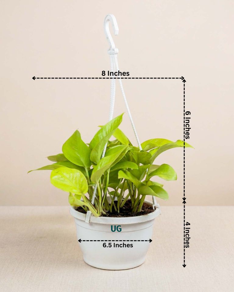 Golden Money Plant in hanging basket
