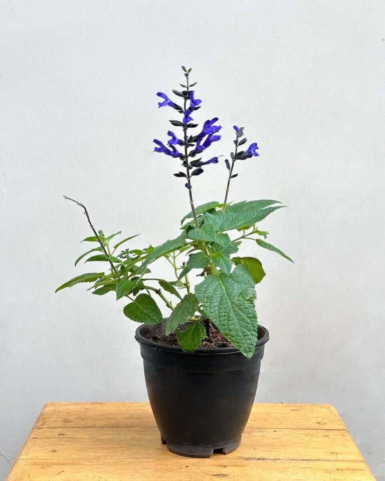 Brazilian Blue Sage, Salvia Guaranitica Plant