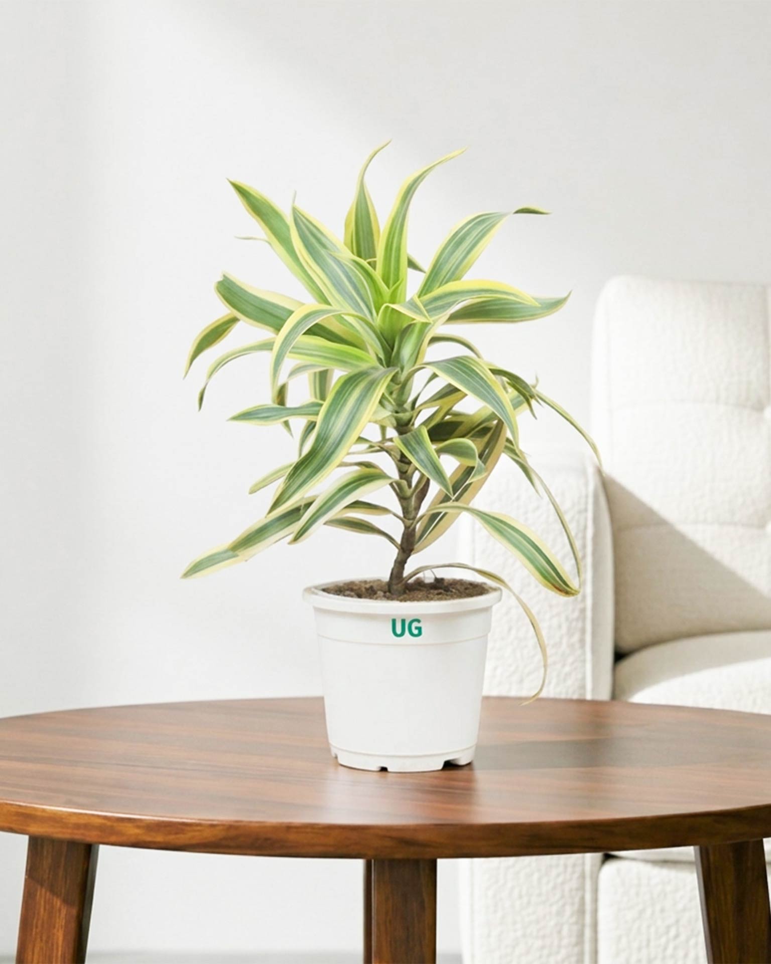 Song of India Plant