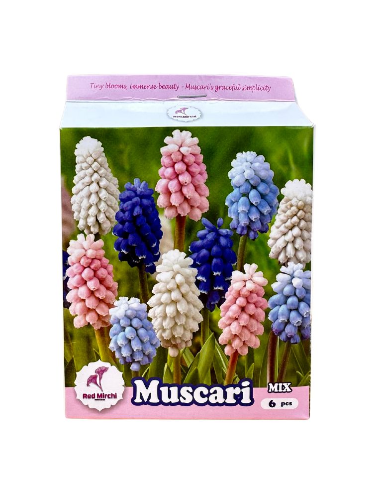 Holland Muscari Flower Bulbs (Pack of 6 Bulbs)