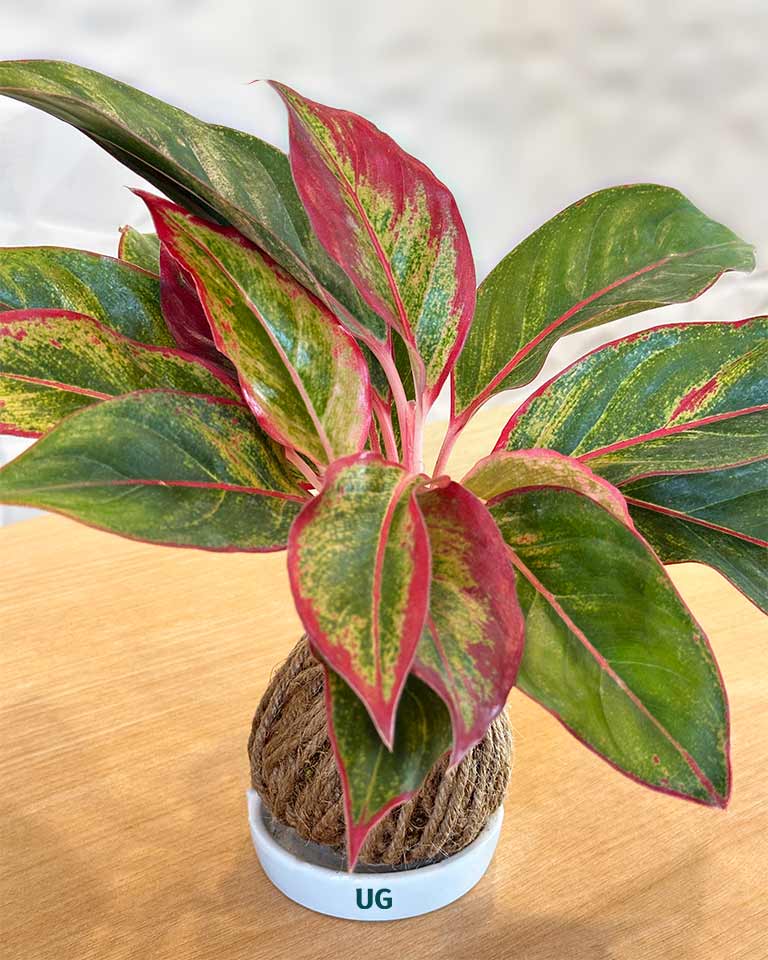 Kokedama Plant