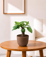 Single-Stem Money Tree Pachira (ECO-PLANTER)