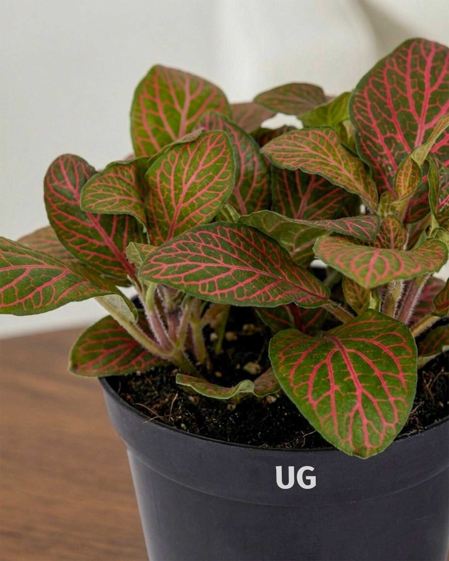 Fittonia Plant