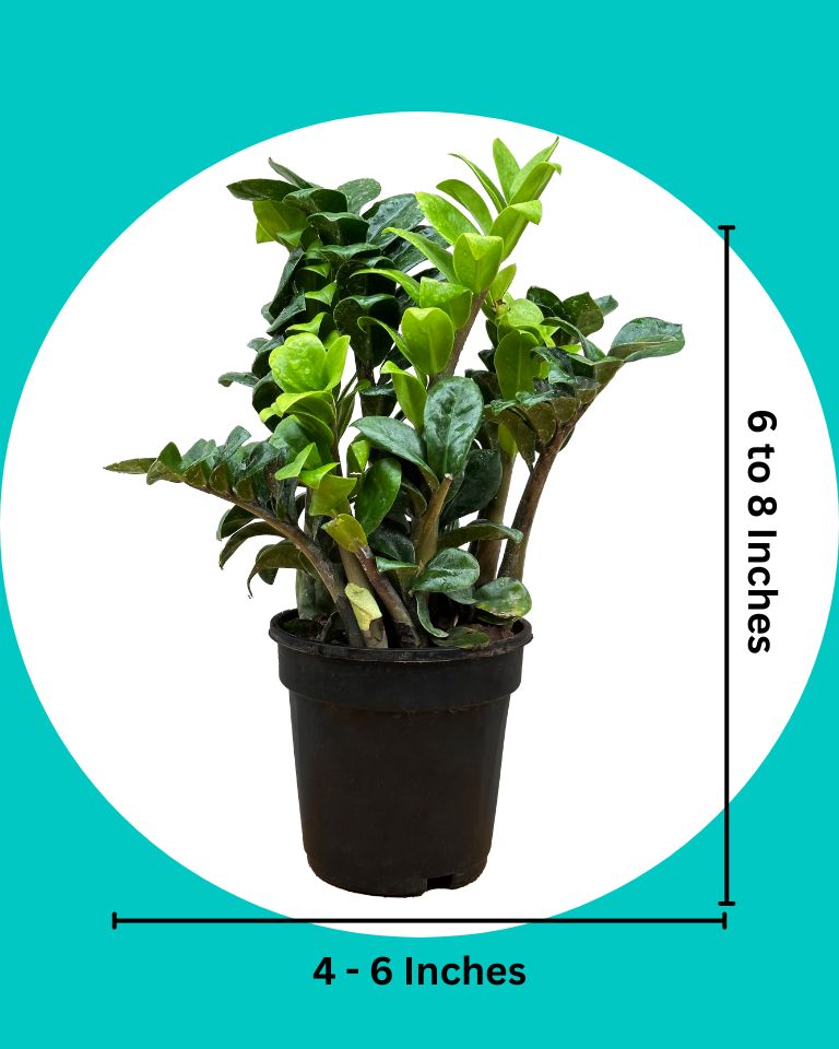 Dwarf ZZ Zenzi Plant (Zamioculcas Zamiifolia)