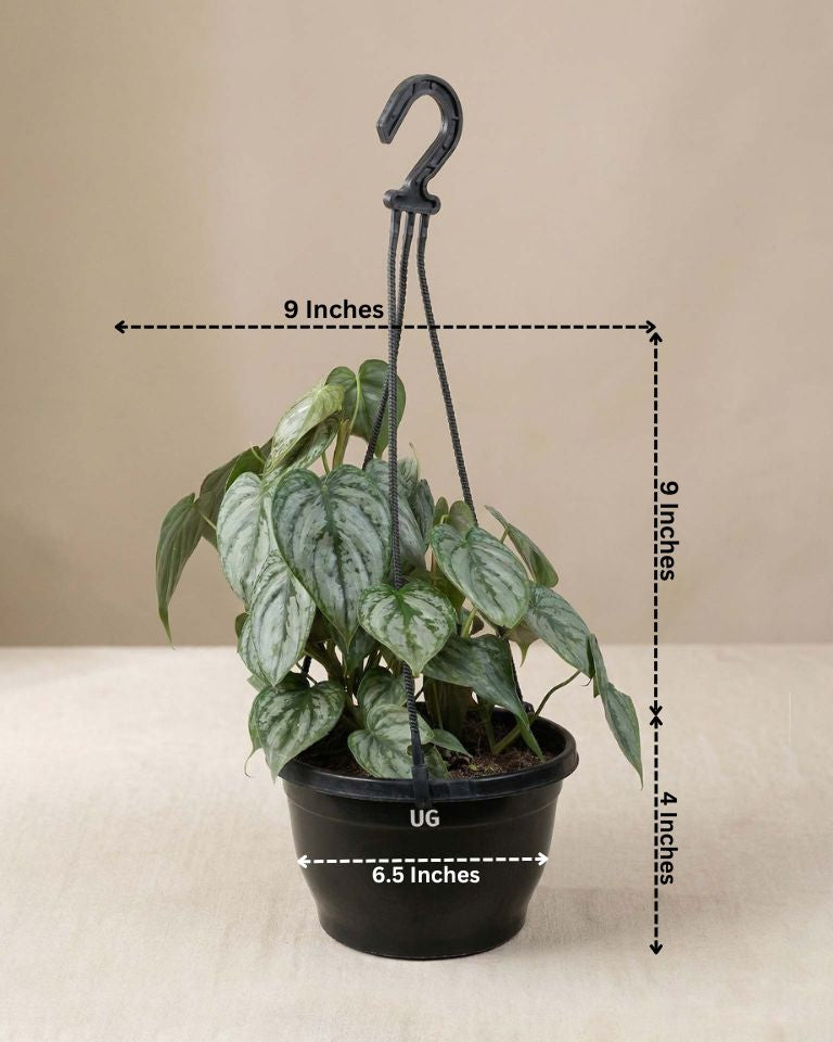 Philodendron brandtianum in Hanging Basket