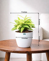 Dracaena Milky Plant