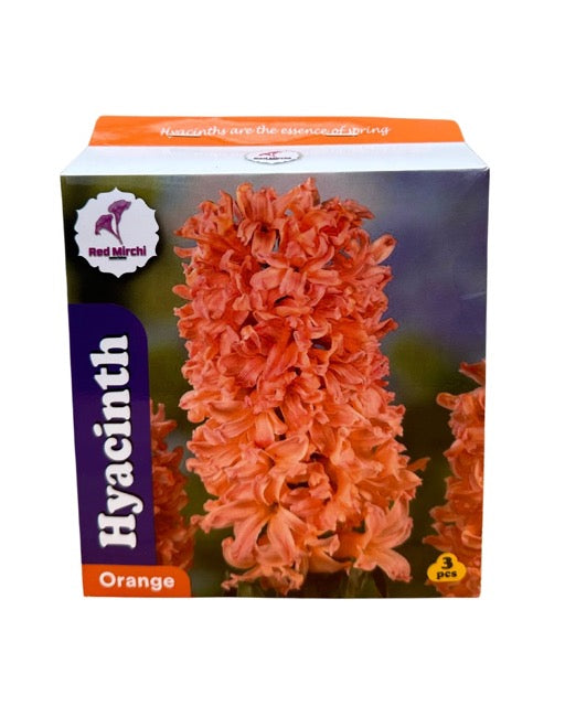 Holland Hyacinth Bulbs (Pack of 3 Bulbs)