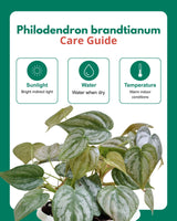Philodendron brandtianum in Hanging Basket