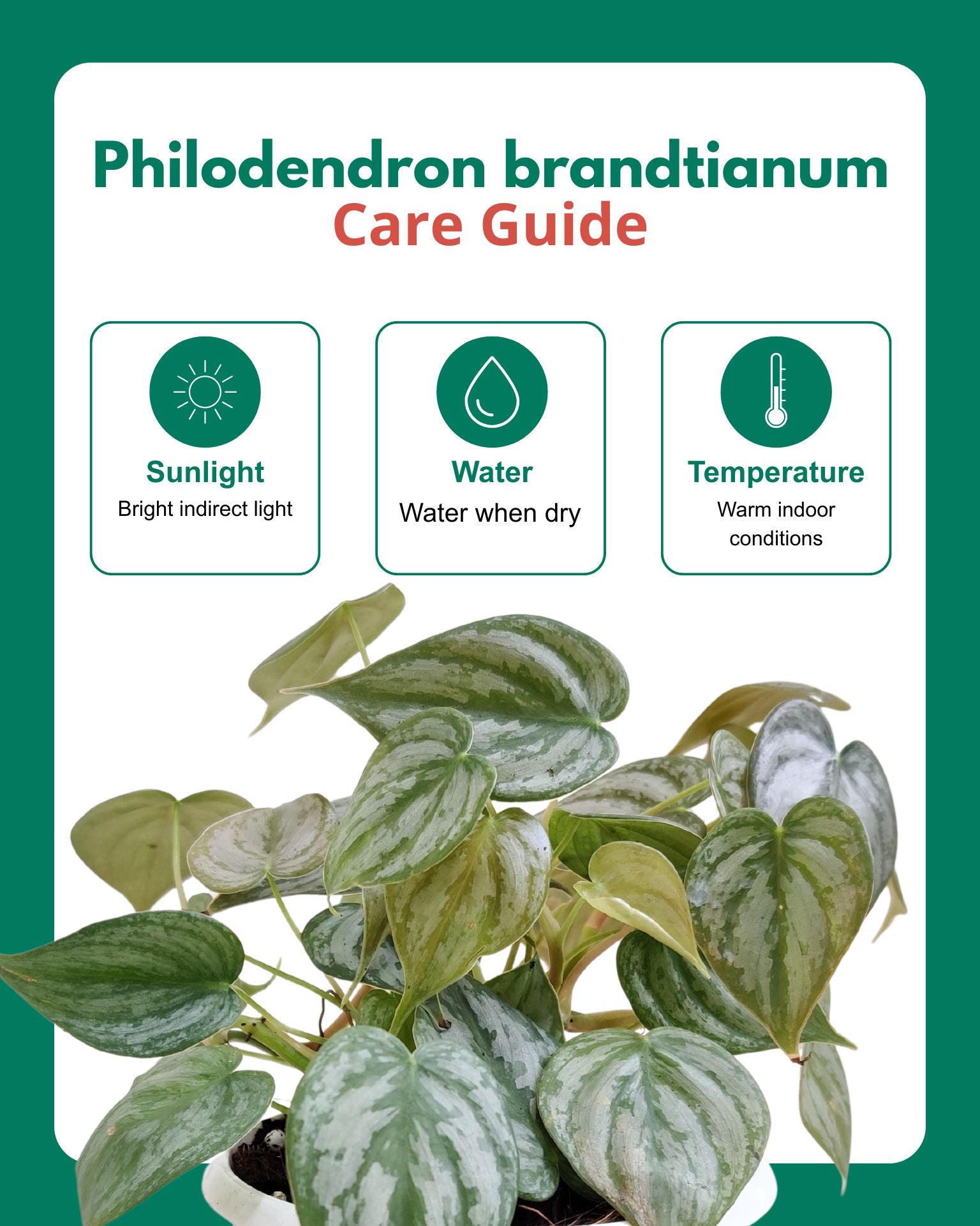 Philodendron brandtianum in Hanging Basket