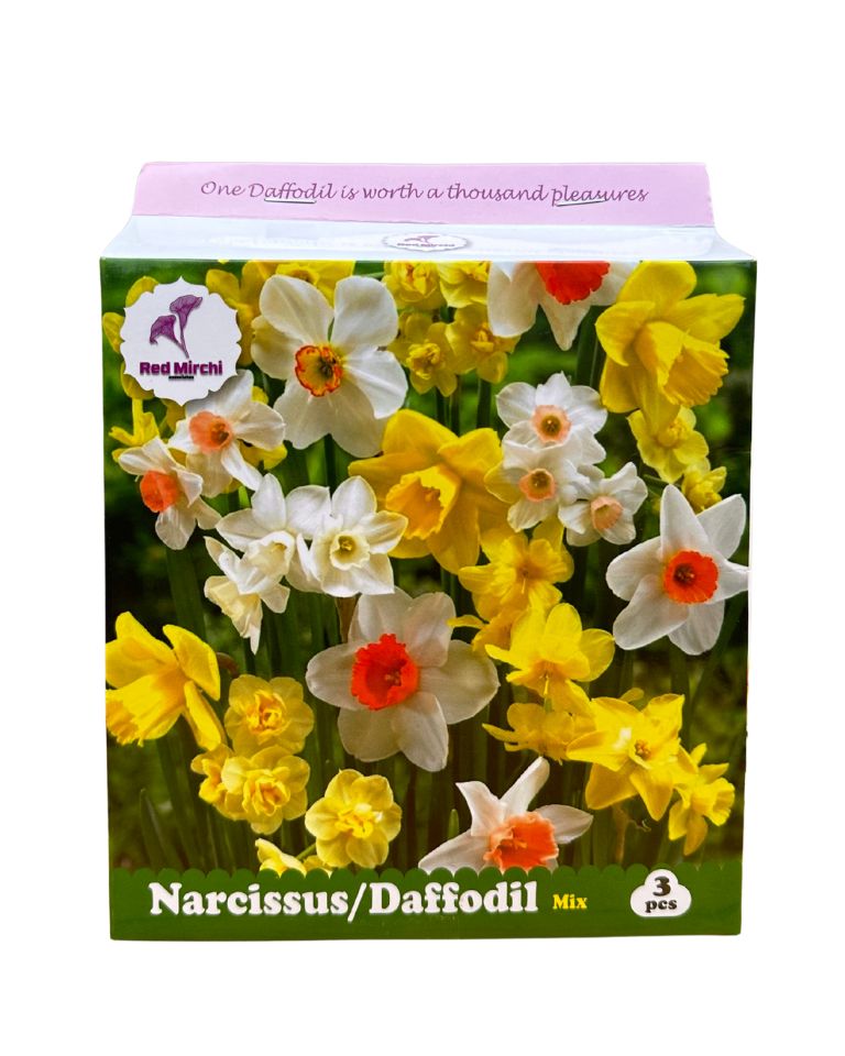 Holland Daffodil Bulbs (Pack of 3 Bulbs)
