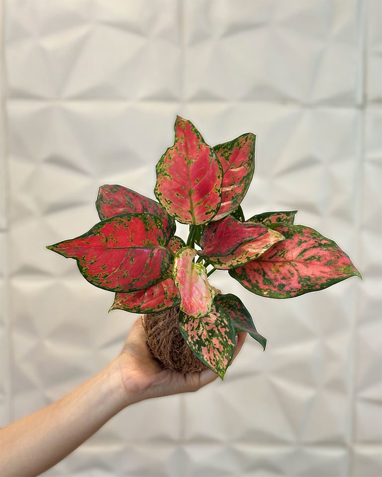 Aglaonema ‘Pink Anyamanee’ Kokedama