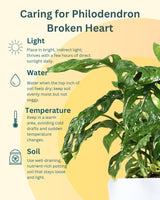 Philodendron Broken Heart In Self Watering Pot