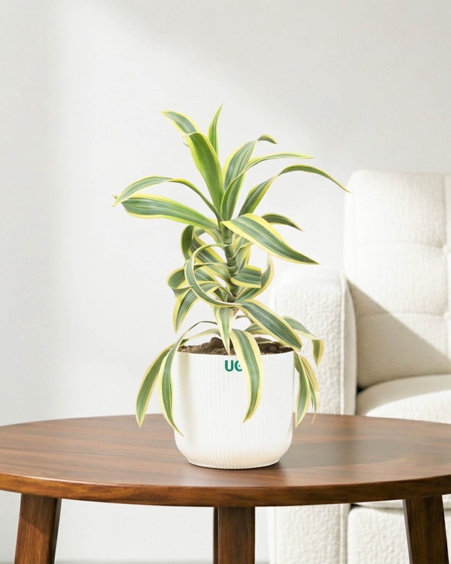 Song of India Plant