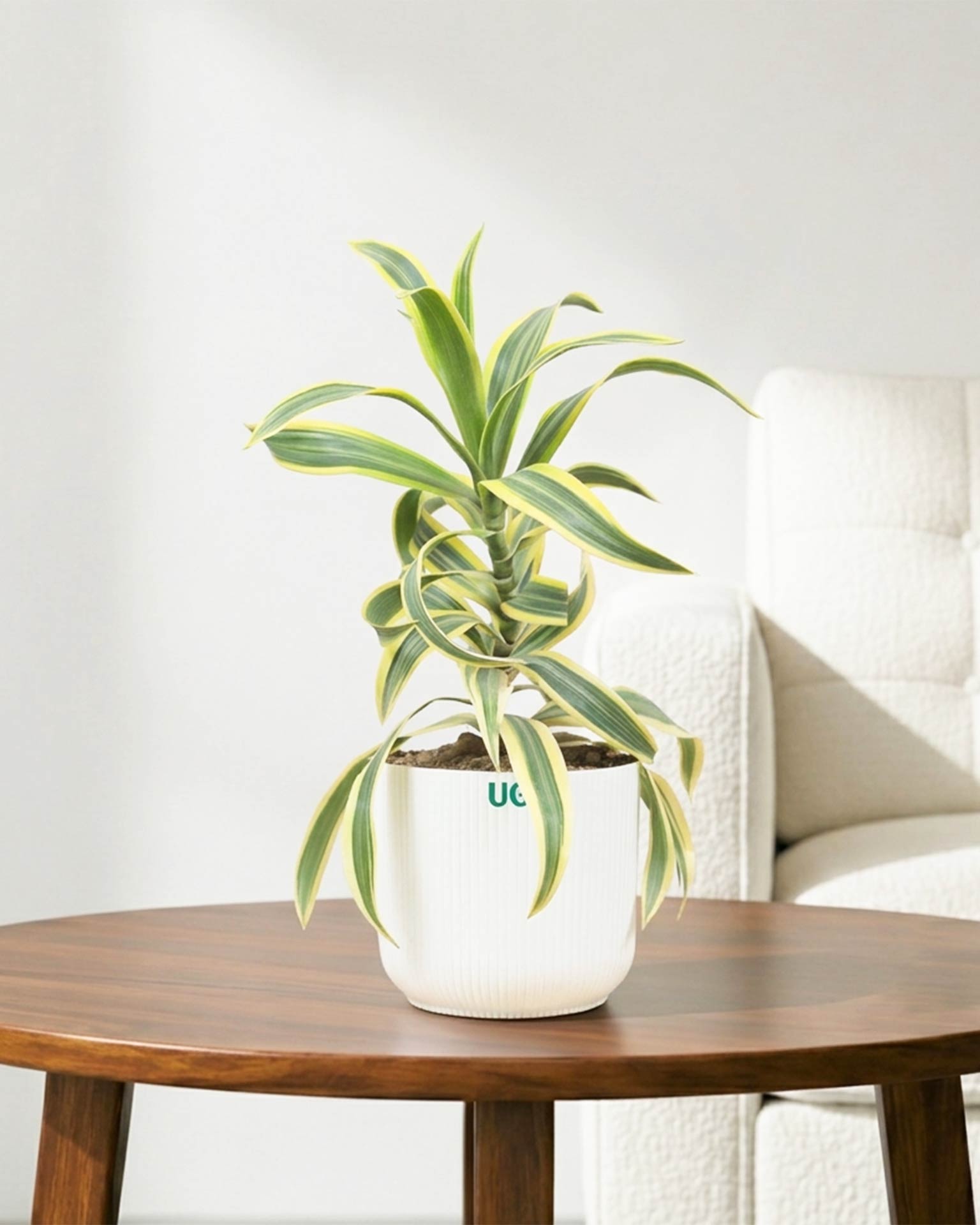 Song of India Plant